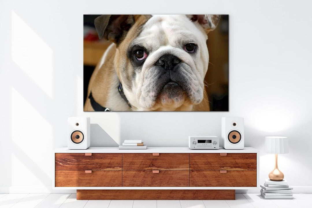 deyoli Englische Bulldogge im Format: 80x60 als Leinwandbild, Motiv fertig gerahmt auf Echtholzrahme