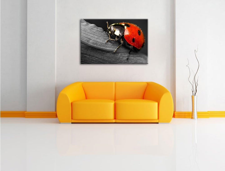 Pixxprint Marienkäfer in Detailaufnahme als Leinwandbild/Grösse: 100x70 / Wandbild/Kunstdruck/fertig