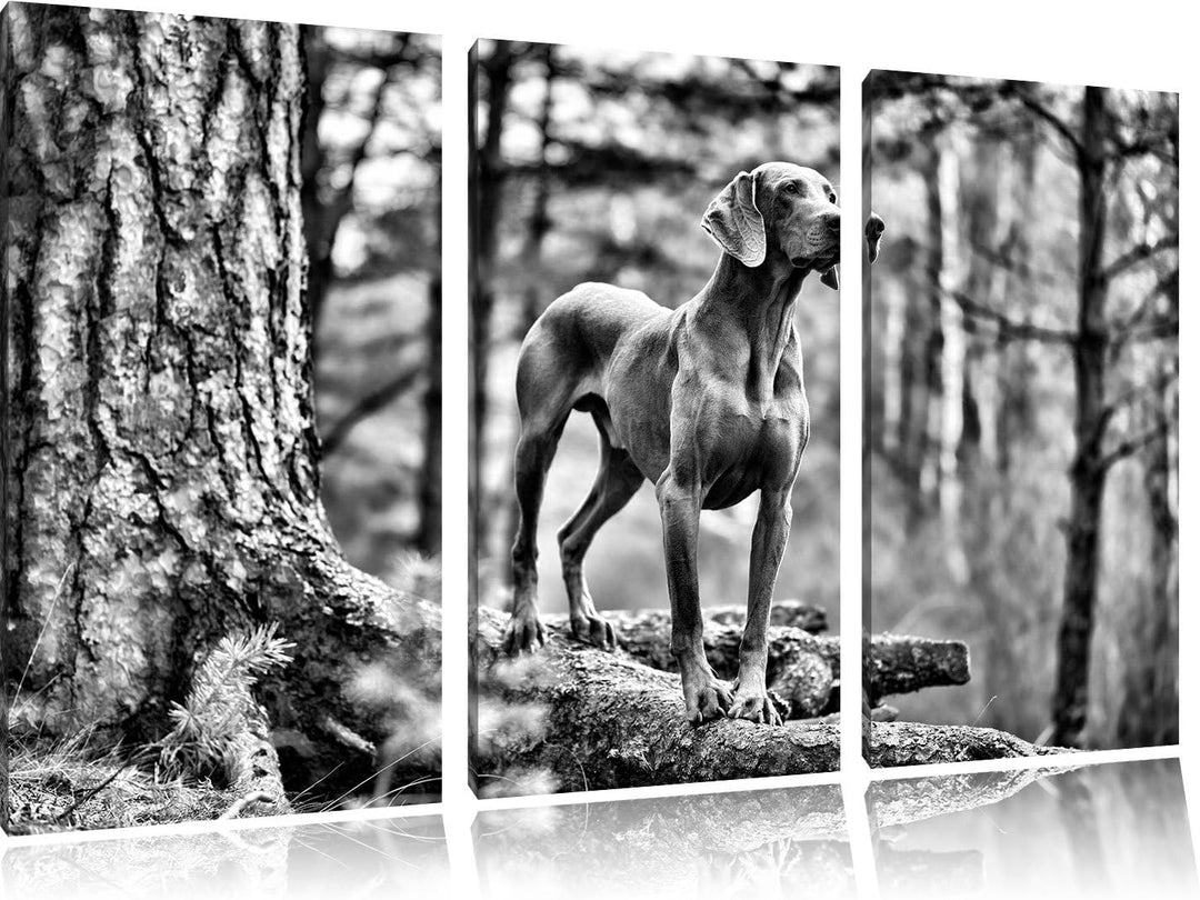 Pixxprint Edler Weimaraner im Wald als Leinwandbild/Grösse: 3 Teilig (120x80) / Wandbild/Kunstdruck/
