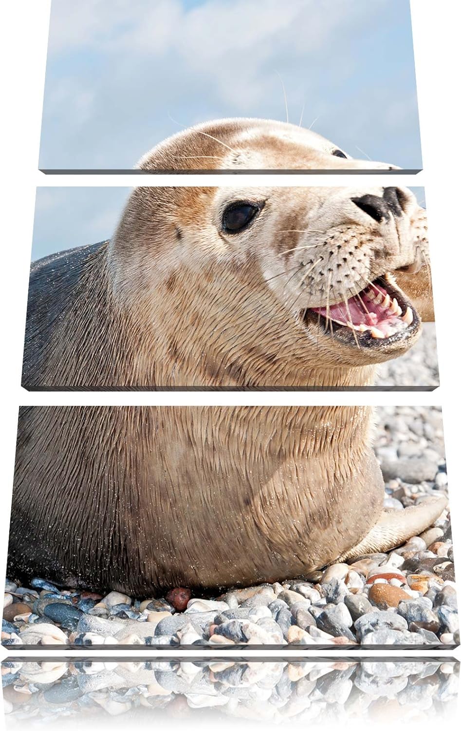 Pixxprint Süsse Robbe auf Steinstrand als Leinwandbild/Grösse: 3 Teilig (120x80 cm) cm/Wandbild/Kuns