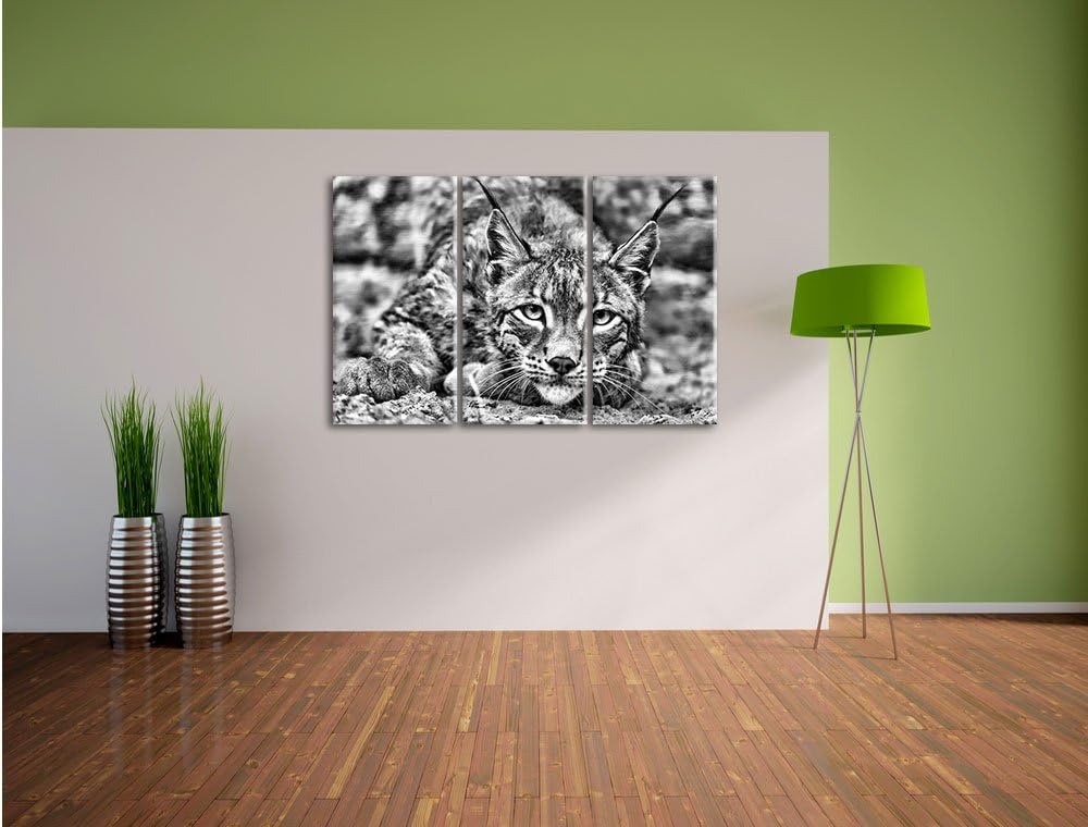 Pixxprint wachsamer Luchs als Leinwandbild/Grösse: 3 Teilig (120x80) / Wandbild/Kunstdruck/fertig be