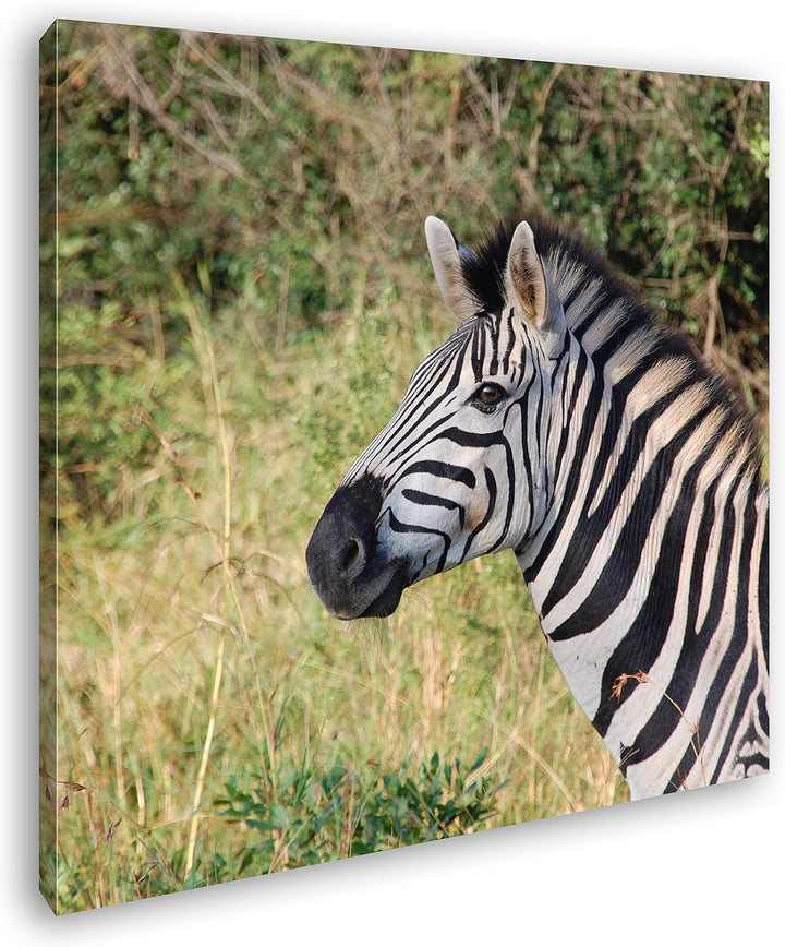 deyoli edles Zebra Format: 60x60 als Leinwand, Motiv fertig gerahmt auf Echtholzrahmen, Hochwertiger