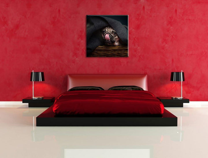 Süsser Mops unter der Decke, Format: 70x70 auf Leinwand, XXL riesige Bilder fertig gerahmt mit Keilr