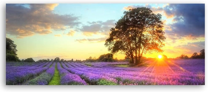 Feeby Bild auf Vlies Leinwand Natur Lavendelfeld Sonnenuntergang 120x40 cm Kunstdruck Modern Wandbil