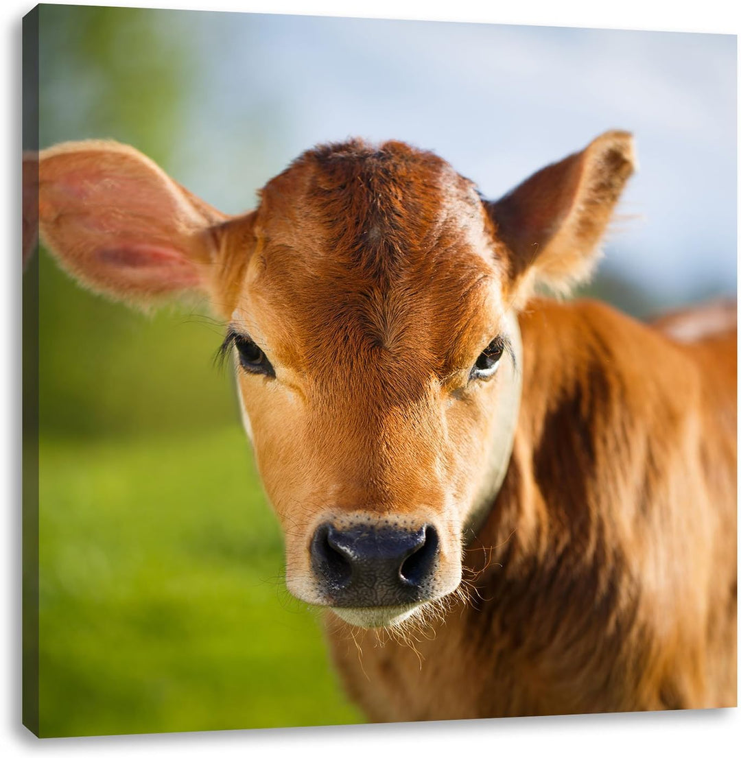 Junge Kuh Kälbchen, Format: 70x70 auf Leinwand, XXL riesige Bilder fertig gerahmt mit Keilrahmen, Ku