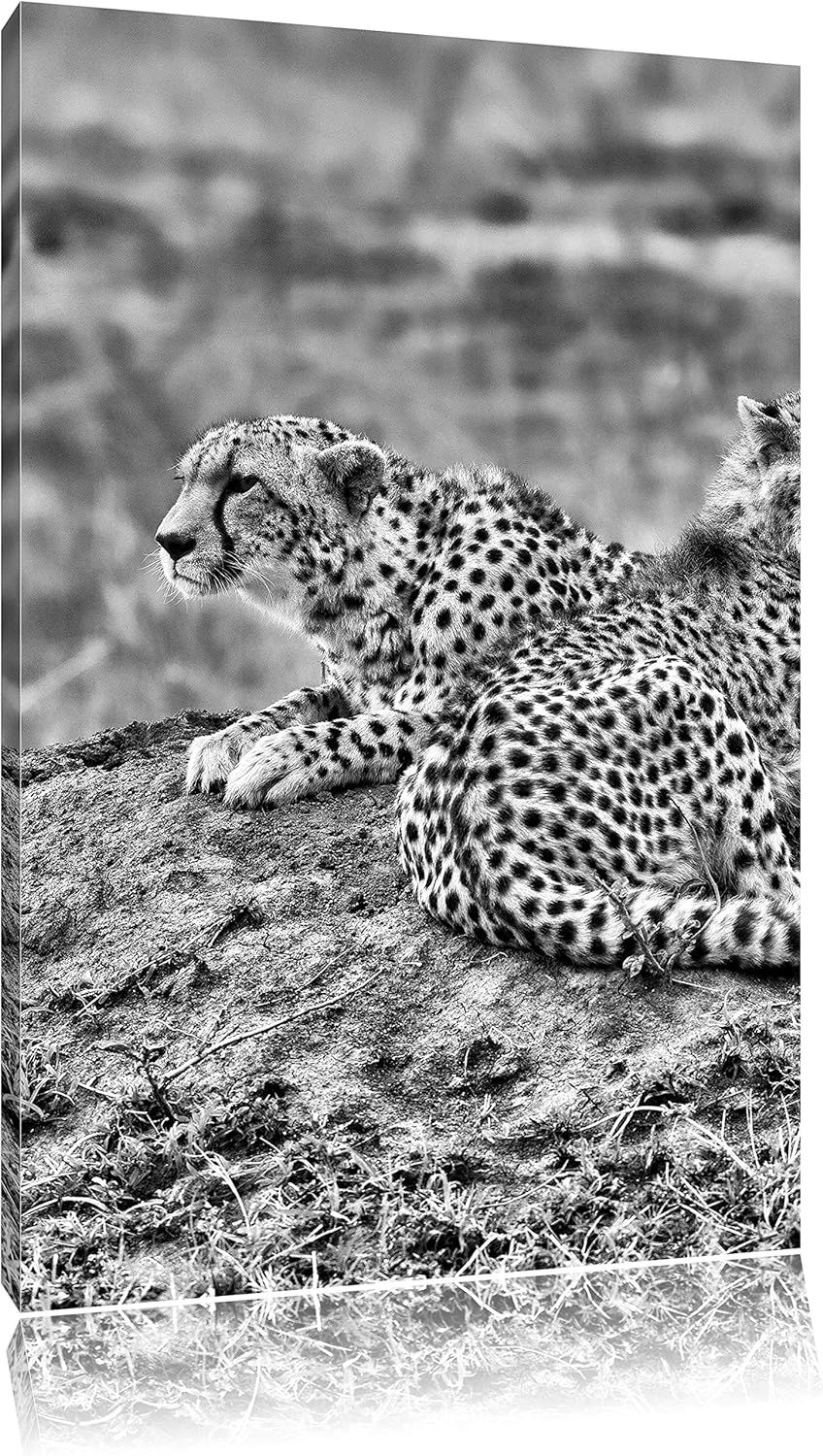 Pixxprint Monocrome, prächtige Geparden auf Stein, Format: 100x70 auf Leinwand, riesige Bilder ferti