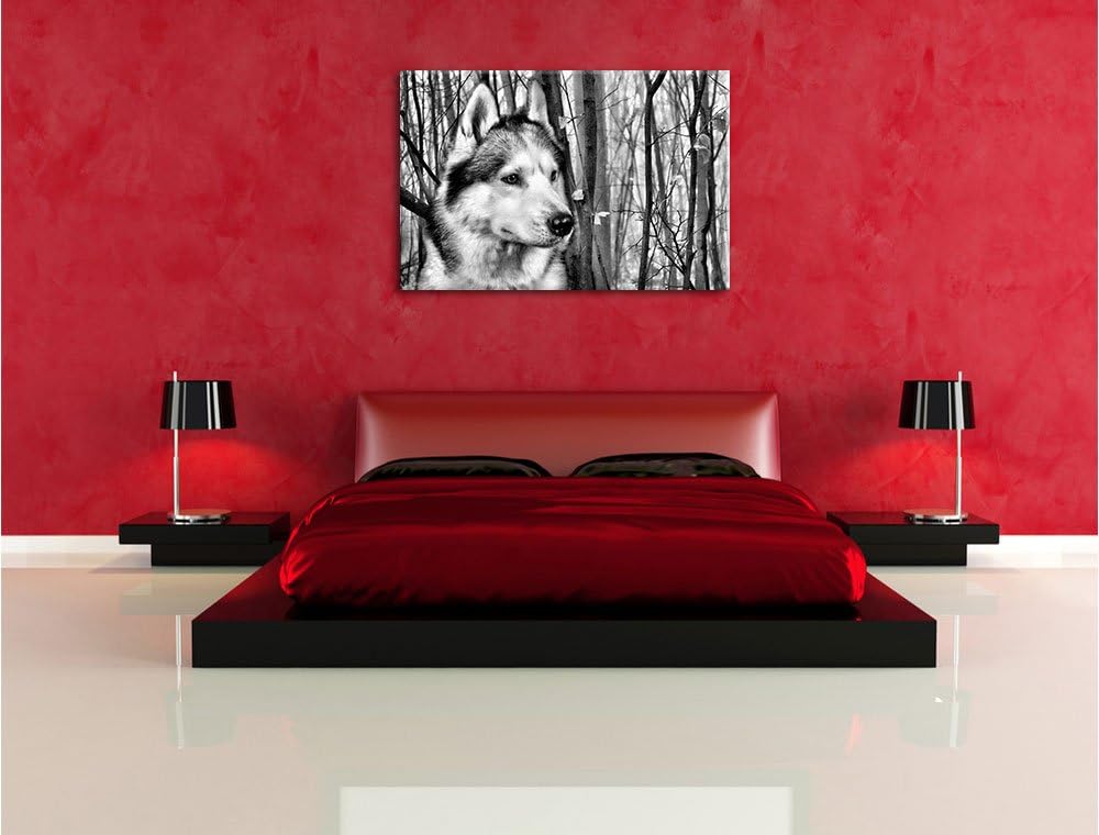 Pixxprint Wachsamer Husky / 100x70cm Leinwandbild bespannt auf Holzrahmen/Wandbild Kunstdruck Dekora