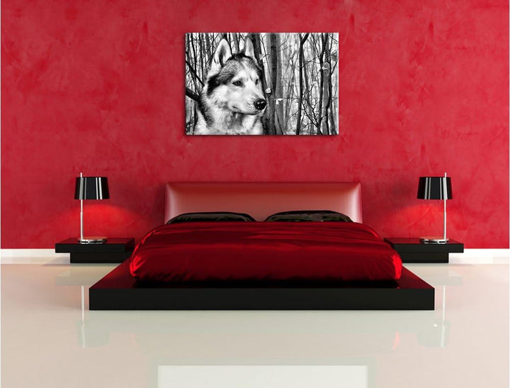 Pixxprint Wachsamer Husky / 100x70cm Leinwandbild bespannt auf Holzrahmen/Wandbild Kunstdruck Dekora