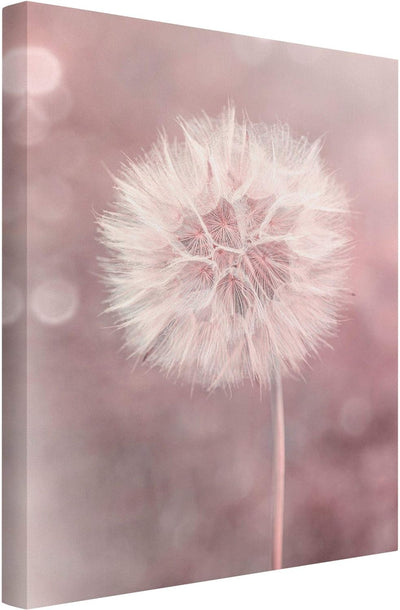 Bilderwelten Leinwandbild Pusteblume Bokeh rosa 40 x 30cm Recycled Canvas 40cm x 30cm - Recycled Can