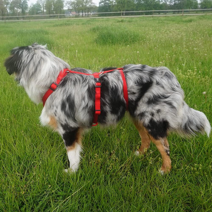 Nobby Komfort Geschirr MAILO, himbeere, M: Brust: 35-50 cm, Bauch: 60-75 cm, B: 20 mm, 1 Stück