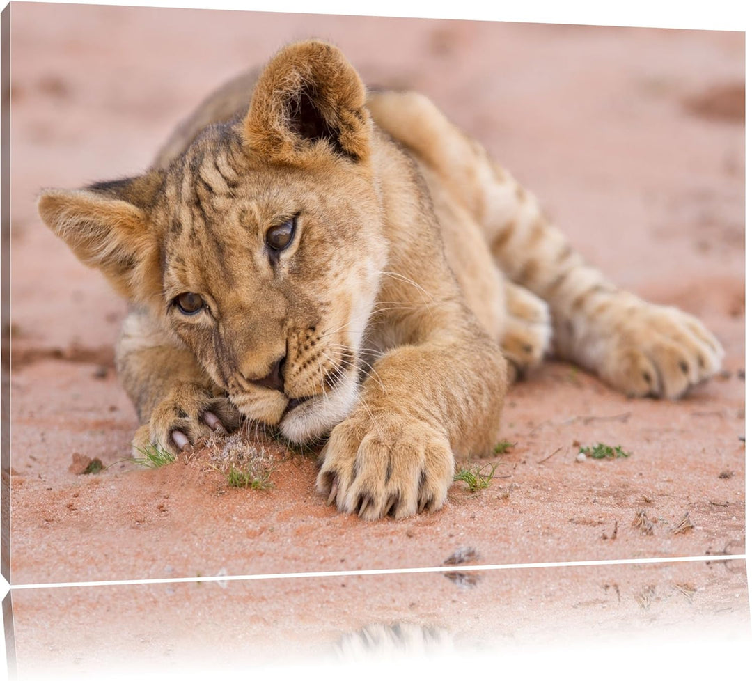 Löwenbaby spielt Format: 100x70 auf Leinwand, XXL riesige Bilder fertig gerahmt mit Keilrahmen, Kuns