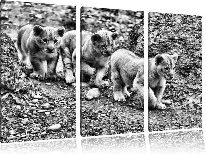 Pixxprint niedliche Löwenjungtiere als Leinwandbild/Grösse: 3 Teilig (120x80) cm/Wandbild/Kunstdruck