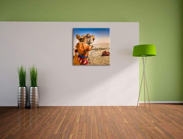 Lustiges Kamel in Wüste, Format: 70x70 auf Leinwand, XXL riesige Bilder fertig gerahmt mit Keilrahme
