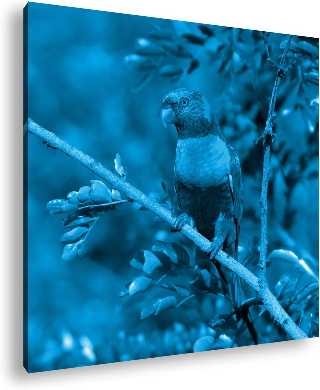 Allfarblori Papagei in der Natur Format: 40x40 Effekt: Monocrome Blau als Leinwandbild, Motiv fertig