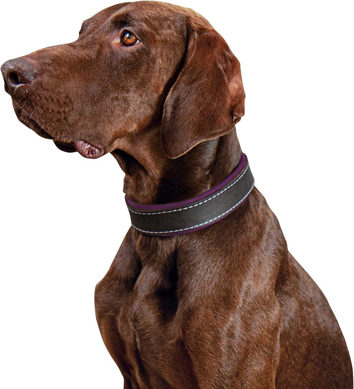 Schecker Moorfeuer Hundehalsband aus Leder Halsumfang ca. 24-32 cm Handgefertigt Handmade Hochwertig