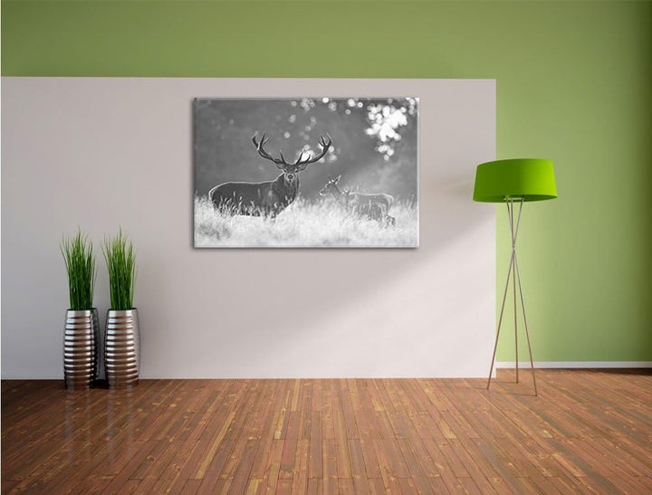 Pixxprint Rotwild im Morgenlicht als Leinwandbild/Grösse: 100x70 / Wandbild/Kunstdruck/fertig bespan