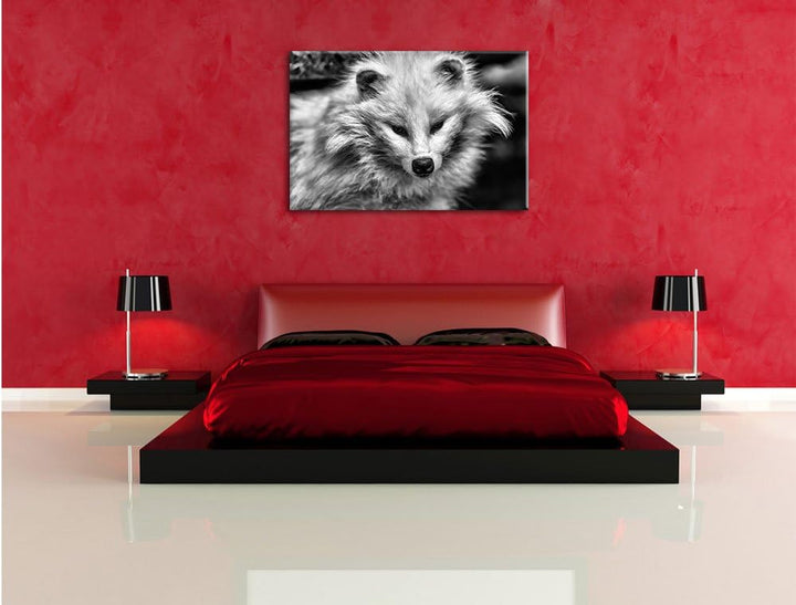 Pixxprint Kleiner Polarfuchs als Leinwandbild/Grösse: 100x70 / Wandbild/Kunstdruck/fertig bespannt,