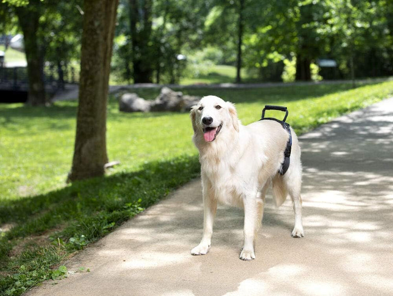 PetSafe CareLift Heckstützgeschirr – Hebehilfe mit Griff und Schultergurt – ideal für Haustier-Mobil