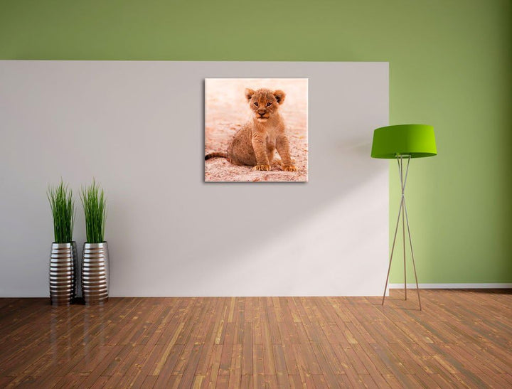 Verlassenes Löwenbaby, Format: 70x70 auf Leinwand, XXL riesige Bilder fertig gerahmt mit Keilrahmen,