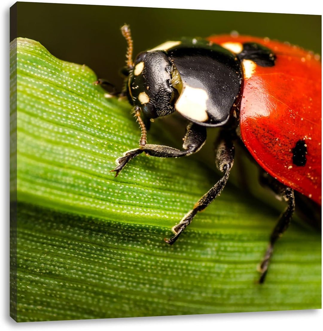 Pixxprint Marienkäfer in Detailaufnahme als Leinwandbild/Grösse: 70x70 cm/Wandbild/Kunstdruck/fertig