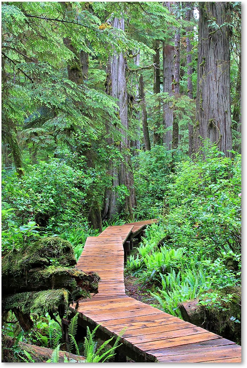 Feeby Vlies Leinwandbild Natur Wald Pflanzen Bäume 60x90 cm Druckbild Wandbild Wanddekoration Deko W