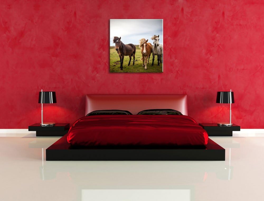 Drei wilde Islandpferde, Format: 70x70 auf Leinwand, XXL riesige Bilder fertig gerahmt mit Keilrahme