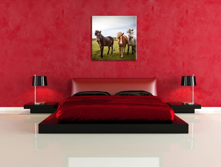 Drei wilde Islandpferde, Format: 70x70 auf Leinwand, XXL riesige Bilder fertig gerahmt mit Keilrahme