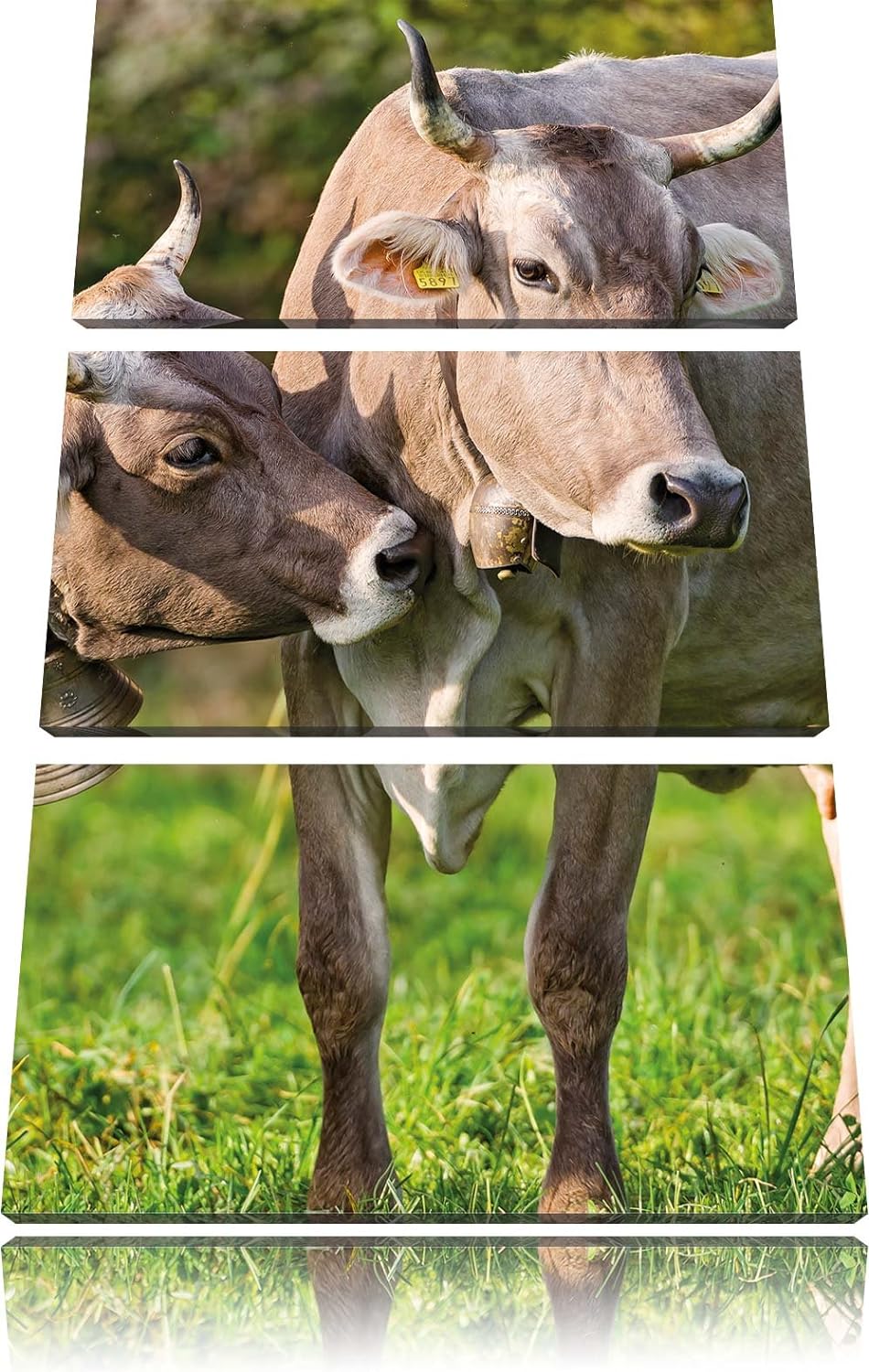 Pixxprint Kühe auf der Weide als Leinwandbild/Grösse: 3 Teilig (120x80 cm) cm/Wandbild/Kunstdruck/fe