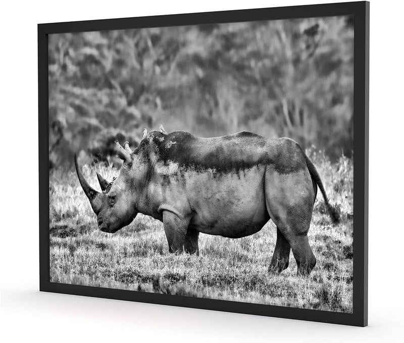 Generisch grosses Nashorn in der Savanne, Poster im Bilderrahmen / Format: 55x40cm / Kunstdruck gera