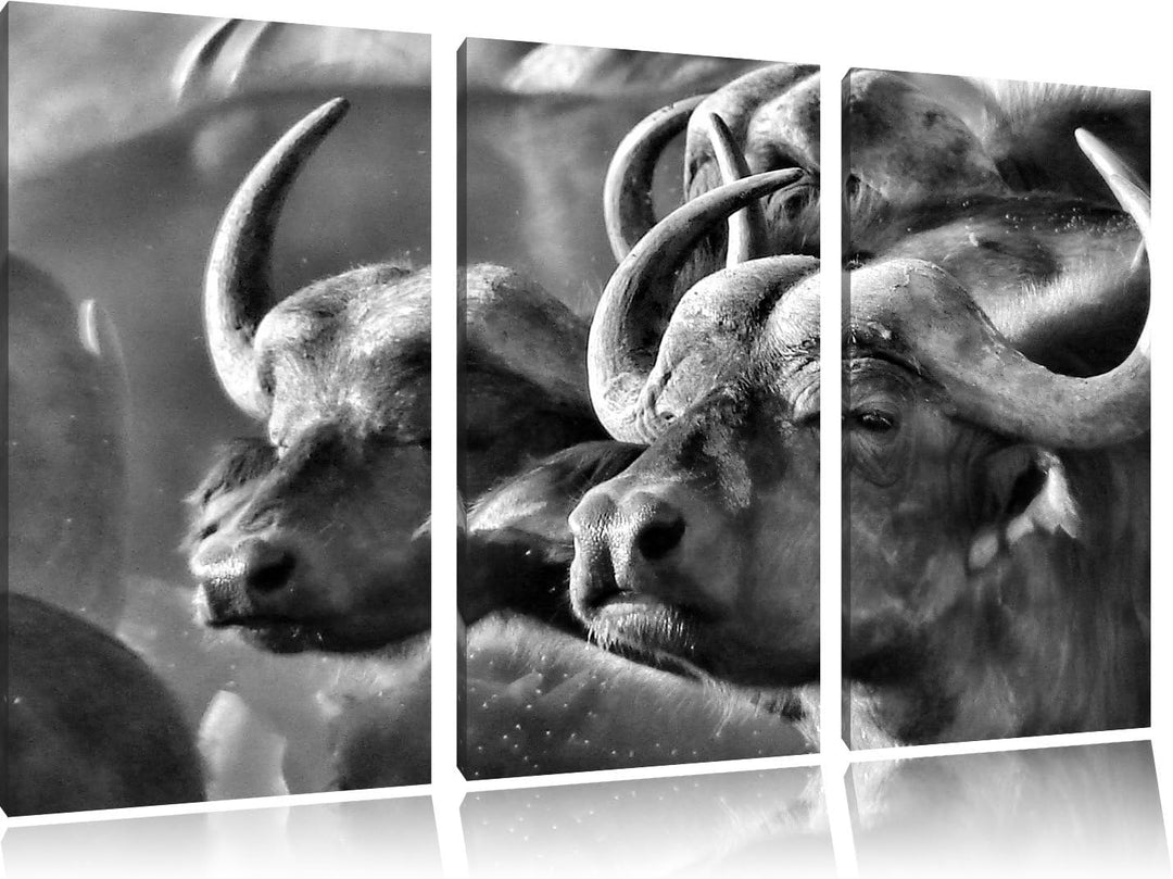 Pixxprint Monocrome, Zwei gemütliche Wasserbüffel 3-Teiler Leinwandbild 120x80 Bild auf Leinwand