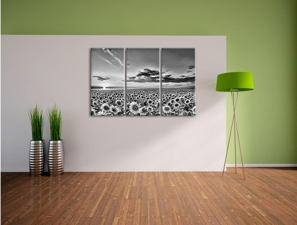 Pixxprint Monocrome, Sonnenuntergang am Sonnenblumenfeld 3-Teiler Leinwandbild 120x80 Bild auf Leinw