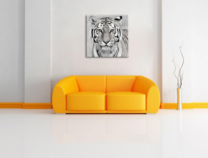 Pixxprint Anmutiger Tiger in Schwarz/Weiss, Format: 70x70 auf Leinwand, 70x70