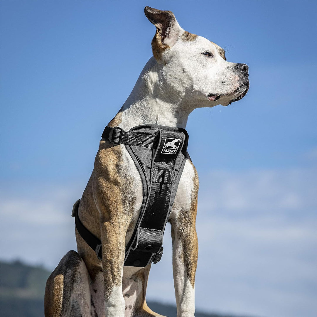 Kurgo Tru-Fit Smart Hundegeschirr, Mit gepolstertem Brustteil und D-Ring, Inklusive Autosicherheitsg