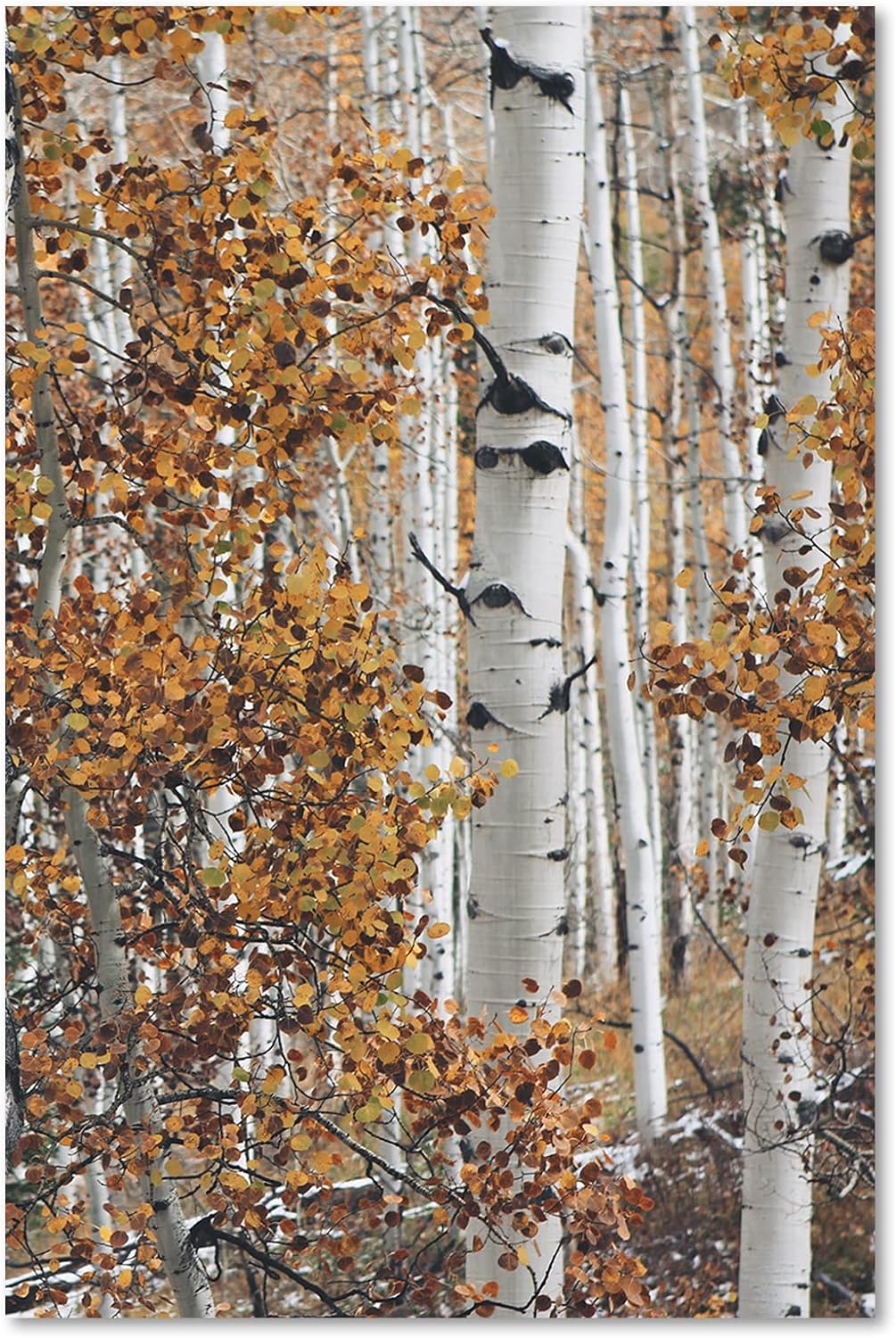 Feeby Bild auf Leinwand Birke Wald Landschaft XXL 60x90 cm 1Teilig Modern Vlies Bilder Leinwandbilde