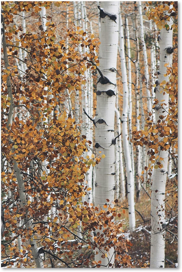 Feeby Bild auf Leinwand Birke Wald Landschaft XXL 60x90 cm 1Teilig Modern Vlies Bilder Leinwandbilde