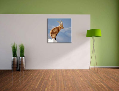 Steinbock im Schnee, Format: 70x70 auf Leinwand, XXL riesige Bilder fertig gerahmt mit Keilrahmen, K