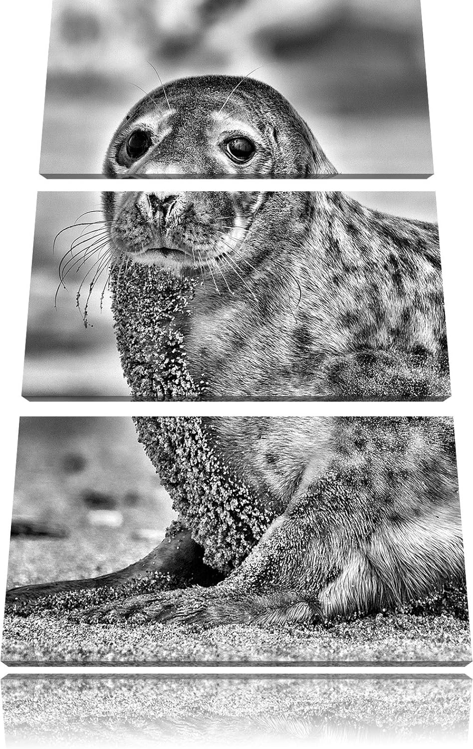 Pixxprint Monocrome, niedliche Robbe am Strand 3-Teiler Leinwandbild 120x80 Bild auf Leinwand