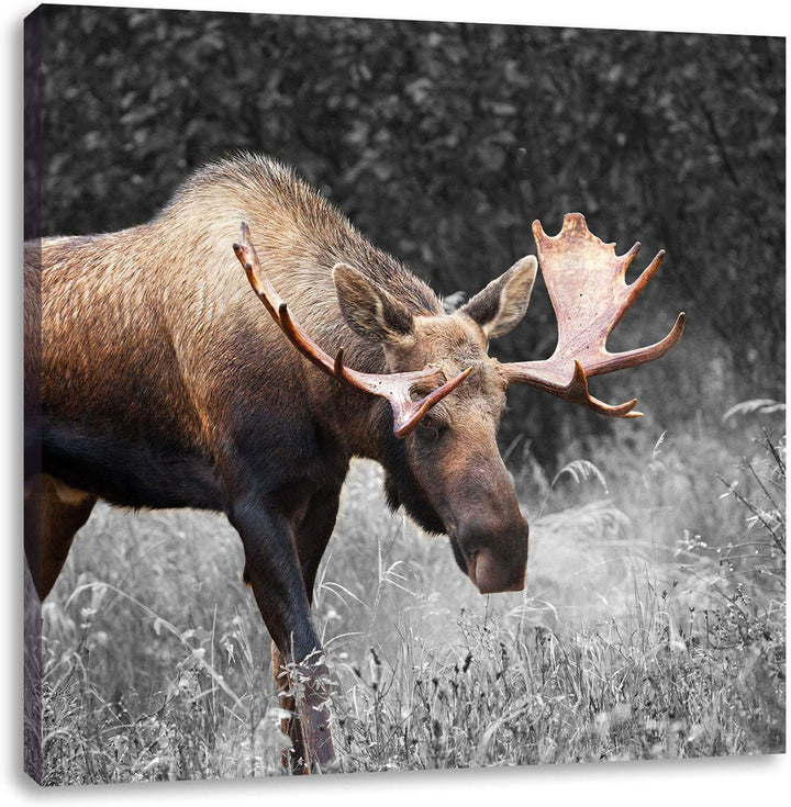Pixxprint prächtiger Elch auf Wiese als Leinwandbild Quadratisch/Grösse: 70x70 / Wandbild/Kunstdruck