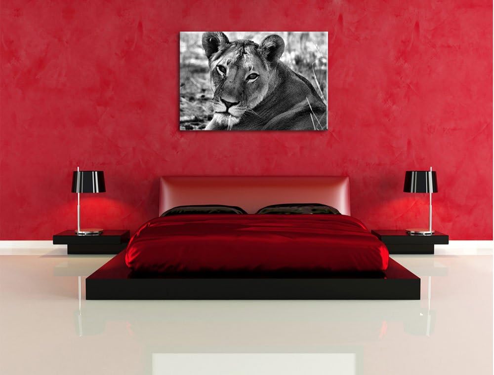 Pixxprint schöne Löwin im Wildgras als Leinwandbild/Grösse: 100x70 / Wandbild/Kunstdruck/fertig besp