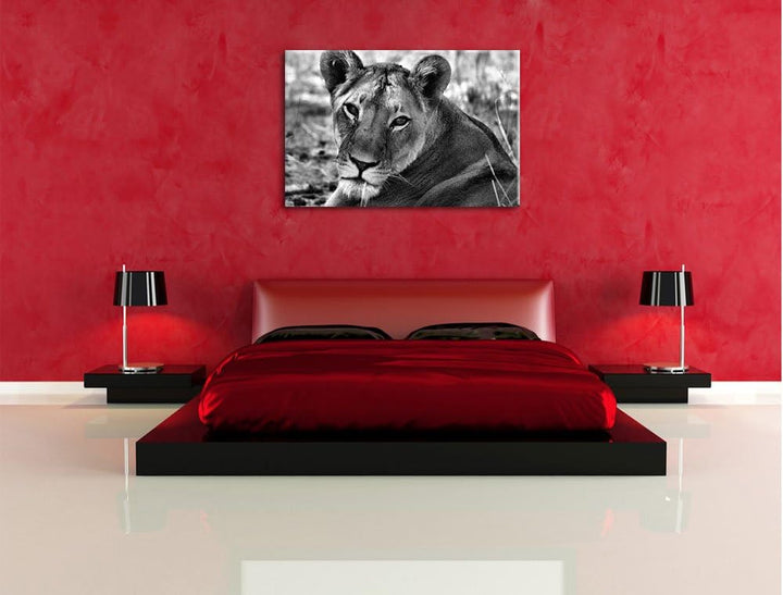 Pixxprint schöne Löwin im Wildgras als Leinwandbild/Grösse: 100x70 / Wandbild/Kunstdruck/fertig besp