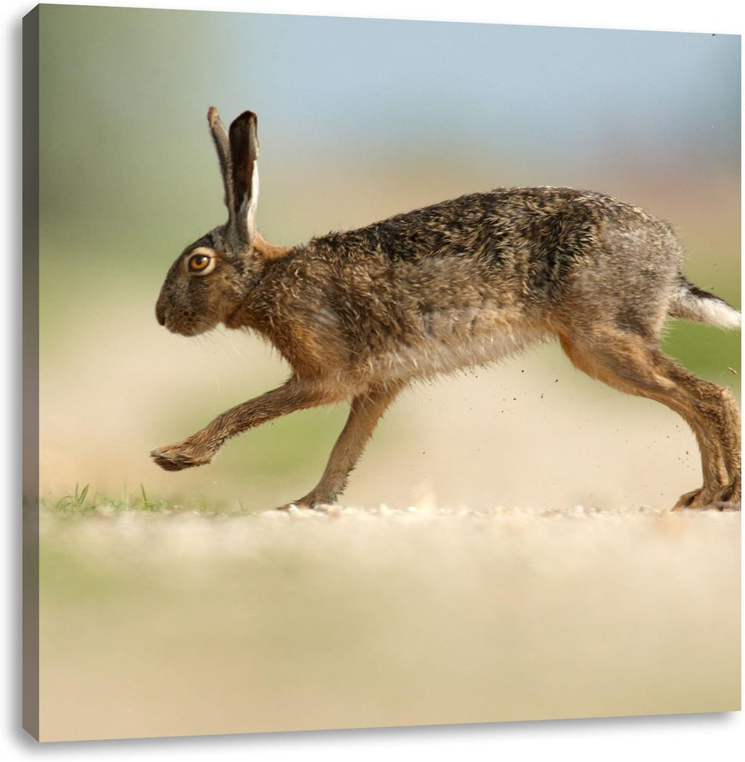 Pixxprint Hüpfender Hase, Format: 70x70 auf Leinwand, XXL riesige Bilder fertig gerahmt mit Keilrahm