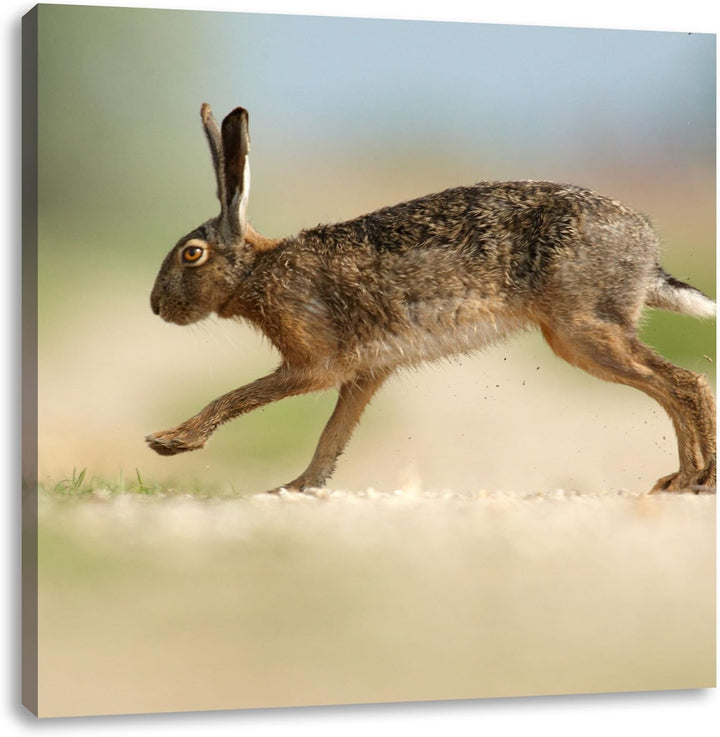 Pixxprint Hüpfender Hase, Format: 70x70 auf Leinwand, XXL riesige Bilder fertig gerahmt mit Keilrahm