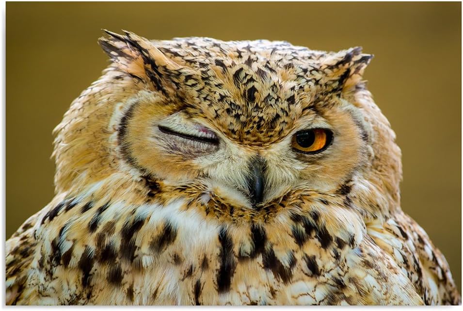 Feeby Bilder Eule Tier 60x40 cm Wohnzimmer Schlafzimmer Büro Flur Küche Wandbilder Modern Bild auf L