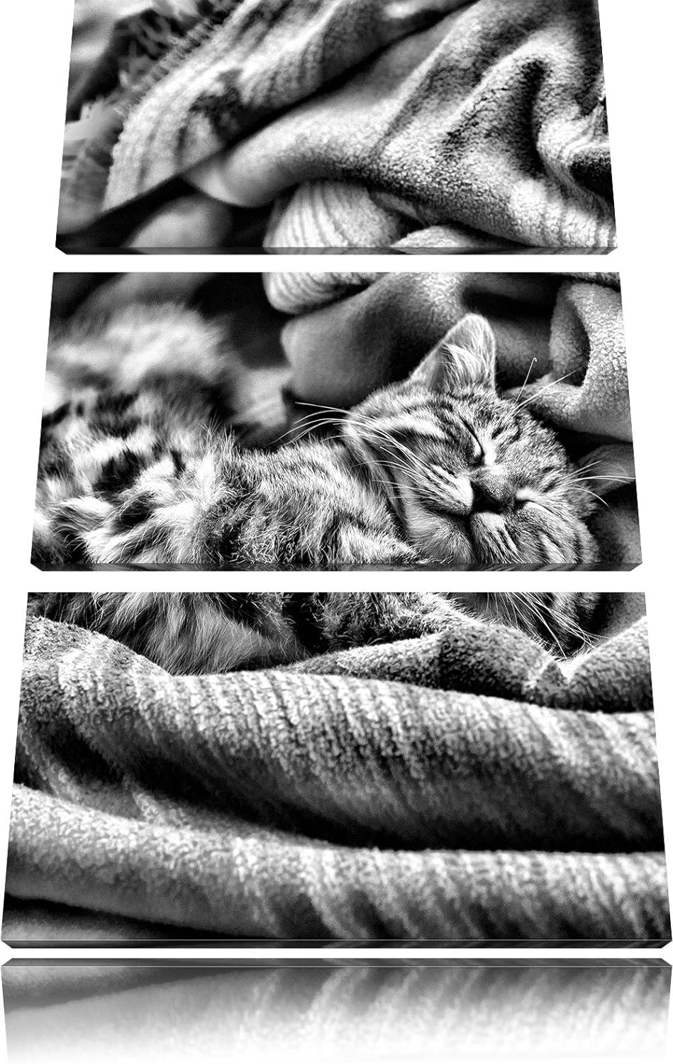 Pixxprint Babykatze als Leinwandbild/Grösse: 3 Teilig (120x80) cm/Wandbild/Kunstdruck/fertig bespann