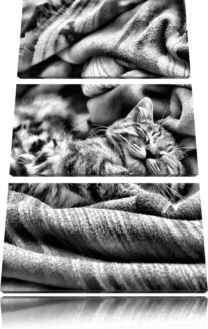 Pixxprint Babykatze als Leinwandbild/Grösse: 3 Teilig (120x80) cm/Wandbild/Kunstdruck/fertig bespann