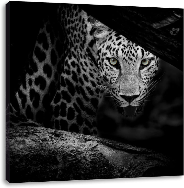 Pixxprint Neugieriger Gepard/Format: 70x70cm / Leinwandbild fertig bespannt Wandbild Kunstdruck, 70x