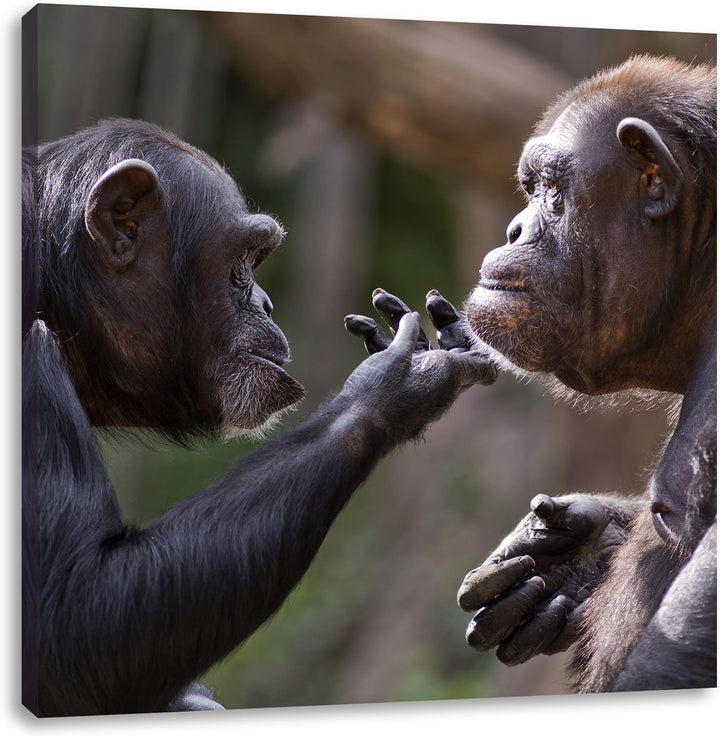 Schimpansen Freundschaft, Format: 70x70 auf Leinwand, XXL riesige Bilder fertig gerahmt mit Keilrahm