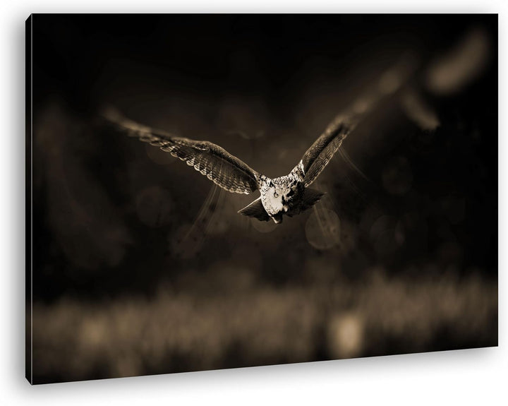 atemberaubende Eule auf der Jagd Format: 80x60 Effekt: Sepia als Leinwandbild, Motiv fertig gerahmt