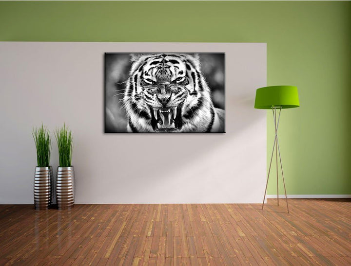 Pixxprint aggressiver Tiger als Leinwandbild/Grösse: 100x70 / Wandbild/Kunstdruck/fertig bespannt, 1