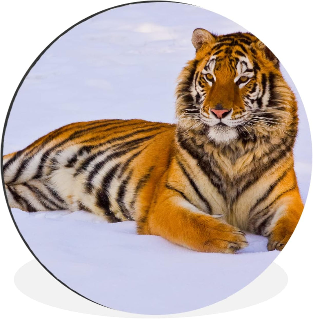 MuchoWow Wandbild Rund Wanddeko Deko Wohnzimmer Bilder 60x60 cm Tiger - Schnee - Winter - Tiere